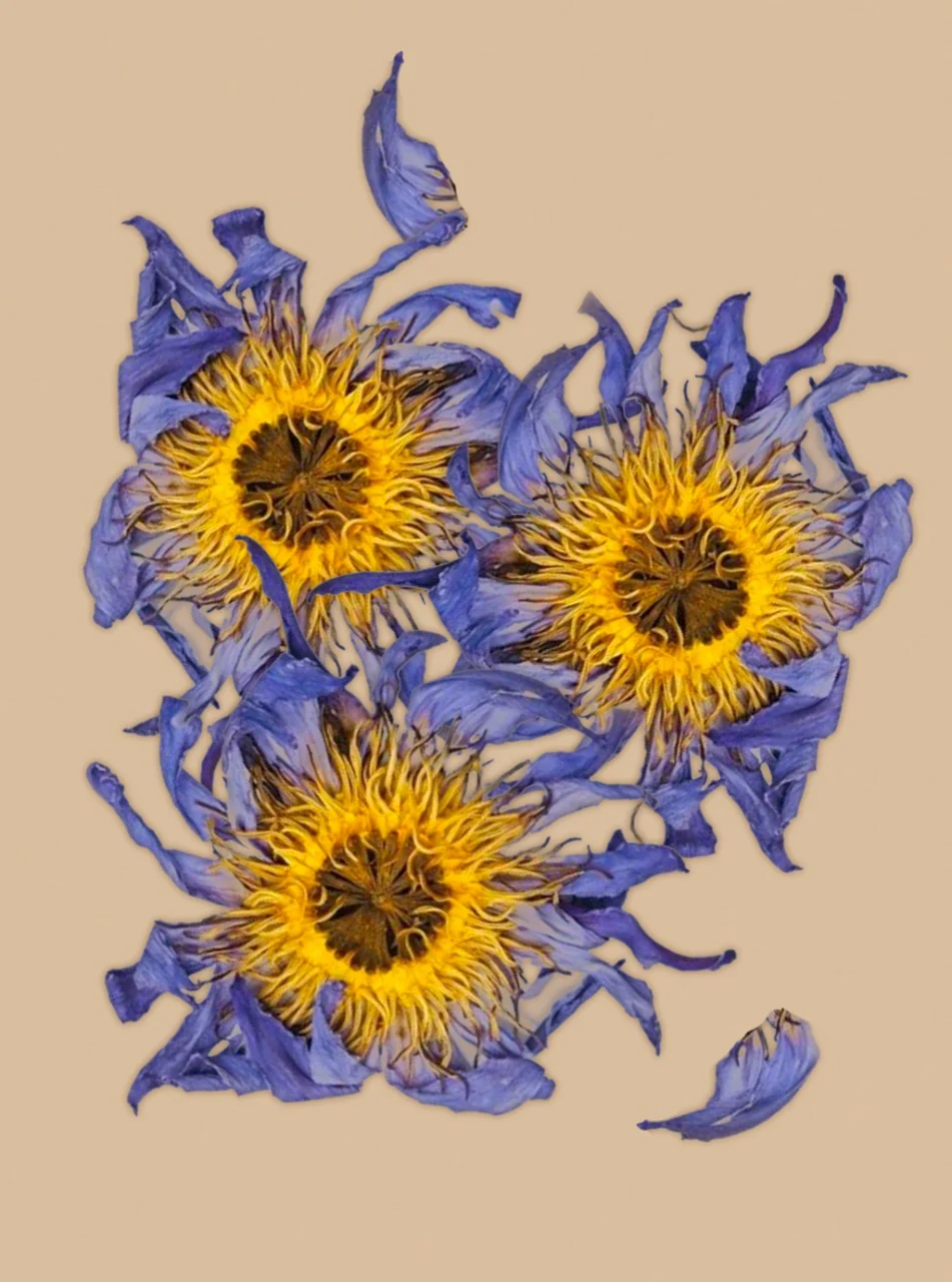 WHOLE BLUE FLOWERS | Blossoms of Intuition* - Image 14
